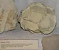 Septarie. Bristol City Museum