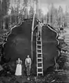 Gefällter Riesenmammutbaum (Sequoia-Nationalpark um 1910)