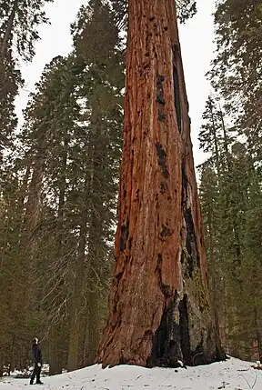Mammutbaum mit Mensch zum Vergleich, Sequoia-Nationalpark, Kalifornien