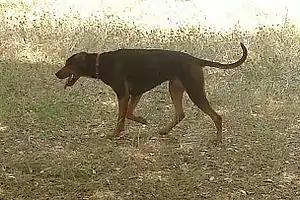 Serbischer Laufhund