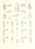 Enulius flavitorques sumichrasti (Darstellungen 6, 6a, 6b, 6C) illustriert von Marie Firmin Bocourt
