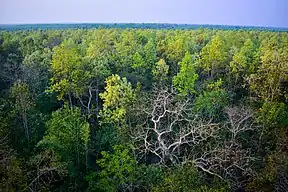 Salwald im Madhupur-Nationalpark