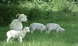 Wiltshire Horn