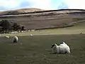 Schafhaltung an den Hängen des Capelaw Hills