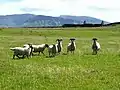 Schafe auf Sanday
