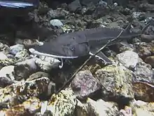 Schaufelstör (Scaphirhynchus platorynchus)