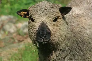 Shropshire-Schaf