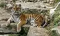 Sibirischer Tiger