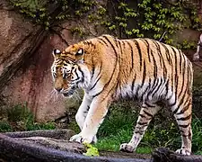 Sibirischer Tiger