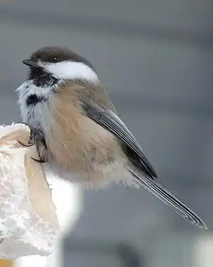 Lapplandmeise (Poecile cincta):zirkumpolar verbreitet.
