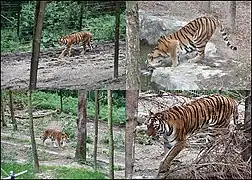 Sibirischer Tiger