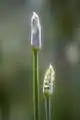 Blütenknospen – Allium tuberosum