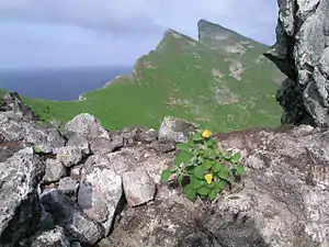 ʻIlima-Strauch, Tanager Peak im Hintergrund