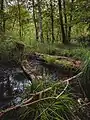 Seggen im Bruchwald