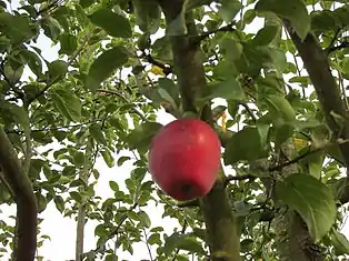 Siebenschläfer