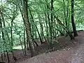 Abbruchkante im Naturdenkmal Sievertsche Tongrube