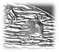 2016 Zebrakopf