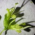 Geöffnete Blüte eines männlichen Individuums: neben den fertilen Staubblättern ist ein steriler, evolutionär rückgebildeter Fruchtknoten erkennbar
