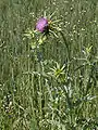 Aussehen (Habitus)