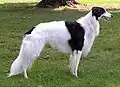 Silken Windhound