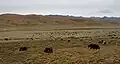 Yaks