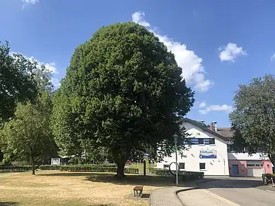 Umgepflanzte Linde, Baumschatz Nr. 1
