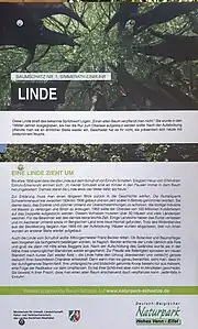 Info-Tafel Lindenbaum