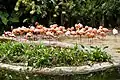 Kuba-Flamingos (Phoenicopterus ruber)
