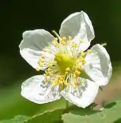 Blüte