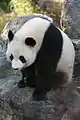 Großer Panda (Ailuropoda melanoleuca)