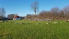 Langdysse von Skelde