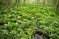 Habitat von Symplocarpus foetidus und blühende Sumpfdotterblume (Caltha palustris)