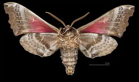 Smerinthus cerisyi ♂  △