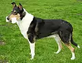 Collie (Kurzhaar)