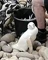 Albino-Variante (sehr selten)