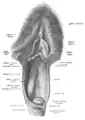 Skizze der eröffneten Vulva (oberer Teil) und Vagina (unterer Teil). Blick auf das Innere der Vagina (von ventral) und dem Muttermund (Portio vaginalis uteri)
