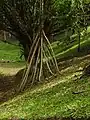 Hohe Stelzwurzeln