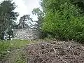 Apsis von unten gesehen