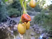 Känguruapfel (siehe auch Buschtomate)