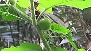 Solanum lasiocarpum
