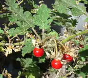 Solanum sisymbriifolium (Litschi-Tomate)