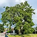 Sommerlinde (Tilia platyphyllos)