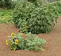 Sonnenblume mit umgekippter Sprossachse, deren Seitensprosse sich durch Phototropismus aufgerichtet haben