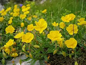 Großblütiges Sonnenröschen