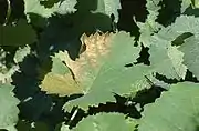 Blattschädigung durch zu hohe Temperaturen – Riesling