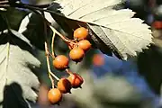 Schwedische Mehlbeere