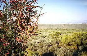 Landschaft in der Kleinen Karoo