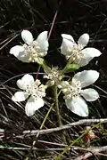Southern Cross