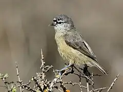 Kapbeutelmeise (Anthoscopus minutus): besonders klein