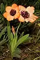 Sparaxis elegans